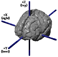3D brain axis structure